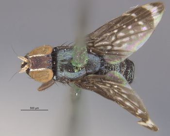 Media type: image;   Entomology 13238 Aspect: habitus dorsal view
